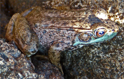 Green Frog, Minnesota