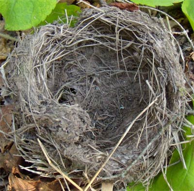 Bird Nest, Superior Trail, Minnesota