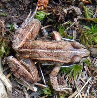 Wood Frog, Minnesota
