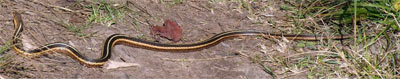 Garter Snake, Minnesota