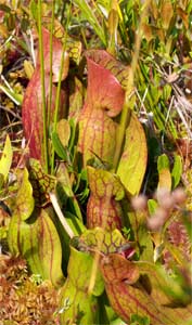 Pitcher Plants, Minnesota