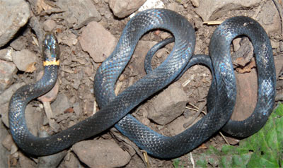 Ringneck Snake, Minnesota