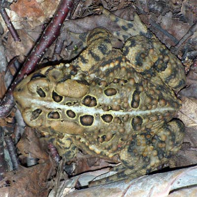 American Toad, Minnesota