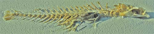 Fish Skeleton