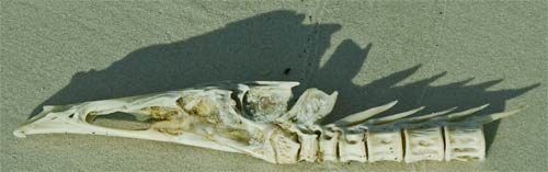 Fish Skull and vertebrae