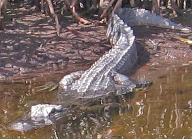 Alligator near Sweetwater Chickee, Photo by John