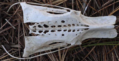 Bird Bone, Cape Cod