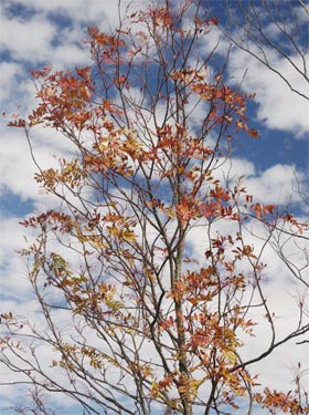 Fall Colors near Franconia Notch