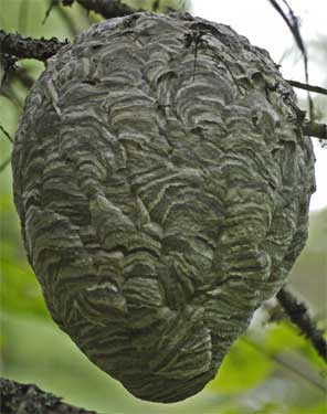 Hornet Nest