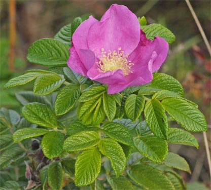 These Salt Spray Roses, Rosa rugosa, looked, smelled, and tasted great. Cape Cod