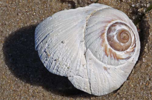 Sea Snail Shell, Cape Cod