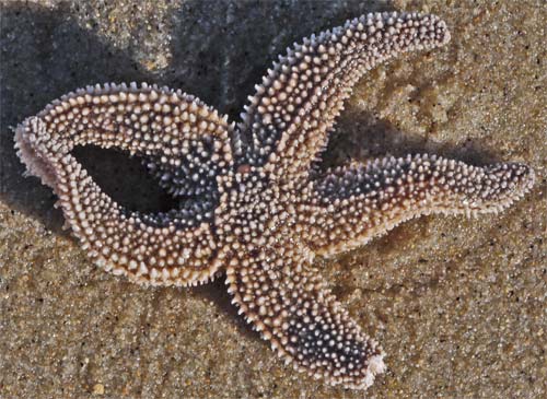 Starfish, Cape Cod