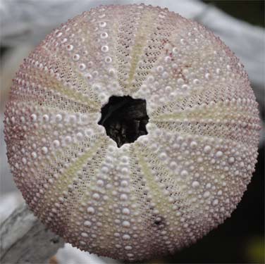 Urchin Shell, Bold Coast