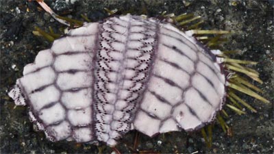 Inside of an Urchin Shell