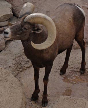 Male Big Horn Sheep, Ovis canadensis, Arizona-Sonora Desert Museum, Tucson, Arizona