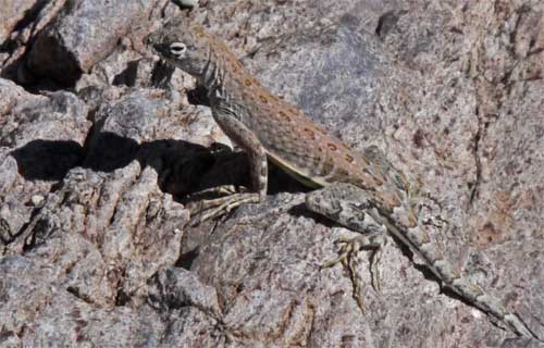 Greater Earless Lizard, Cophosaurus texanus, Big Bend