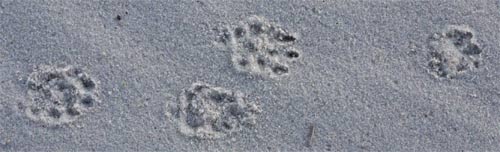 Kit Fox Tracks