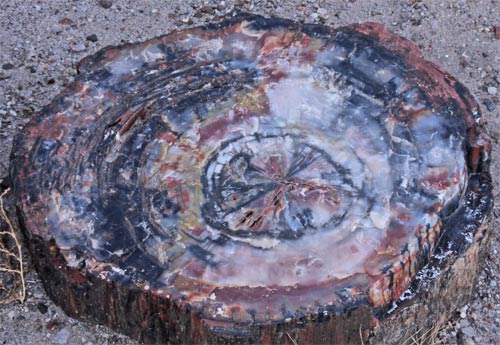 Petrified Wood