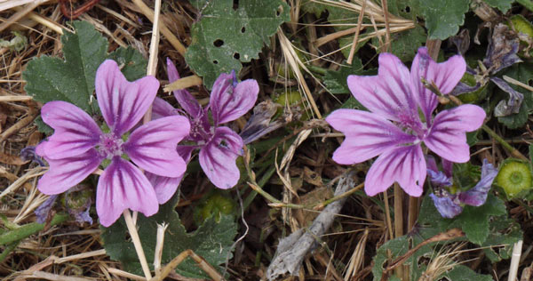 http://bedore.org/2011CaminoFrancesImages/Flowers.jpg