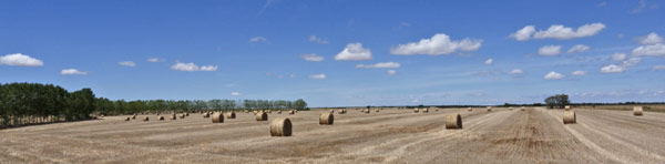 Hay Bales