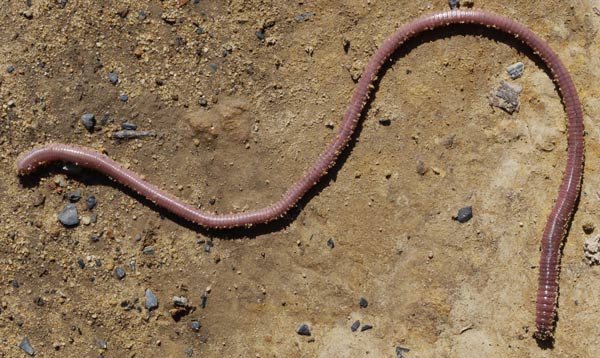 Foot long Earthworm