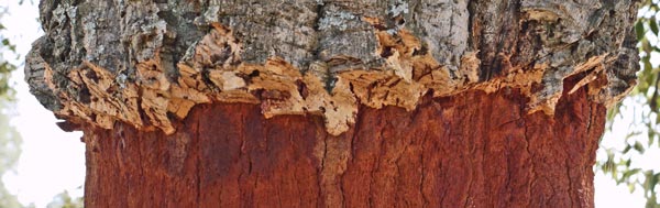 A Harvested Cork Oak