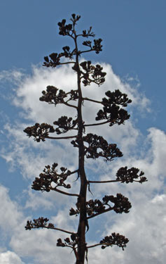 Century Plant Bloom