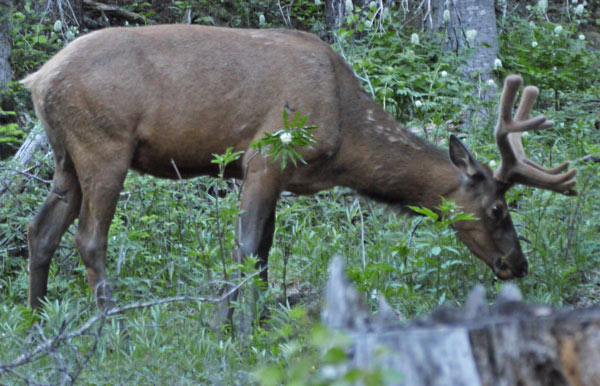 Elk