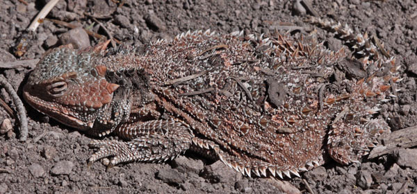 Horned Lizard