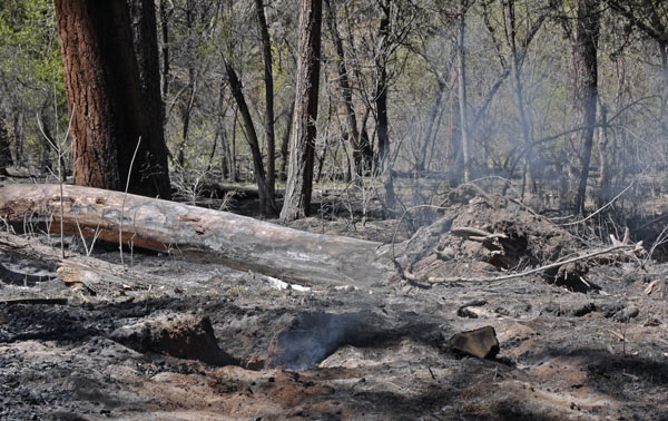 Stumps were still smoking when I walked through this contained wildfire.