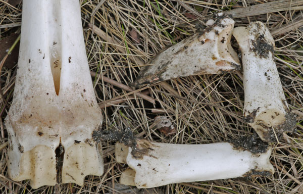 Deer Leg Bones