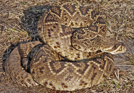 Eastern Diamondback Rattlesnake