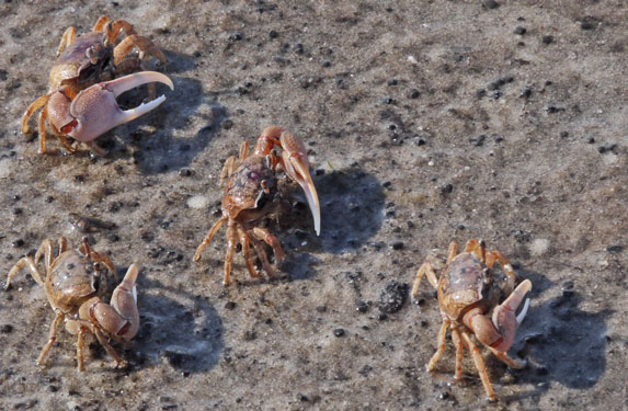 Sand Crabs