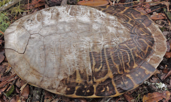 Turtle Shell