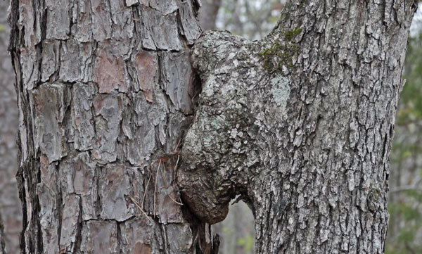 Kissing Trees