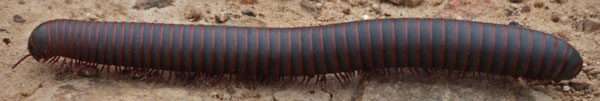 Millipede