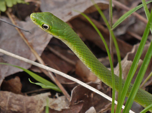 Rough Green Snake