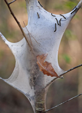 Tent Caterpillars in Cherry Tree Craw