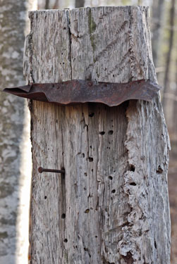 Catfaced Tree