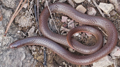 Smooth Earth Snake