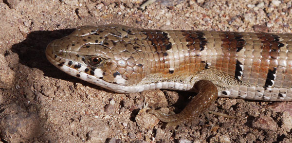 Arizona Alligator Lizard, Elgaria kingii