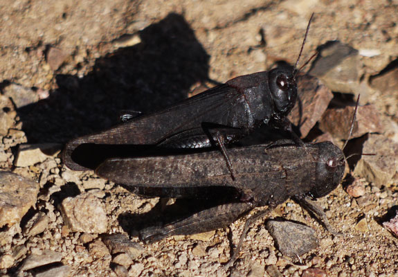 These Black Grasshoppers have brilliant Red Wings.