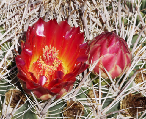 Cactus Flowers