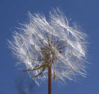 Dandelion