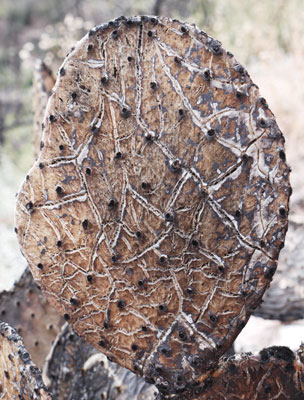 This Prickly Pear Pad was scorched in a wildfire and baked dry in the sun.