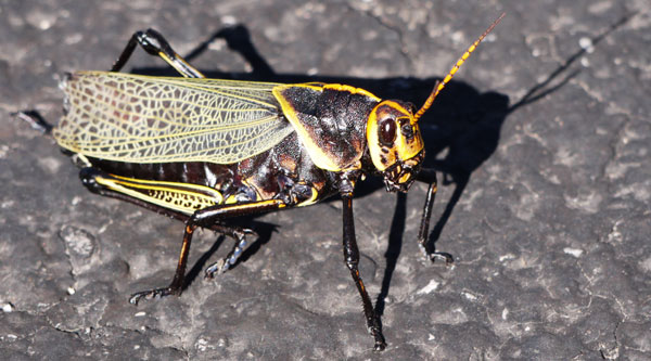 Horse Lubber Grasshopper, Taeniopoda eques