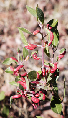 Mexican or Point Leaf Manzanita, Arctostaphylos pungens, with red Insect Galls