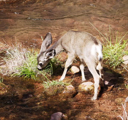 Mule Deer Fawn, Odocoileus hemionus