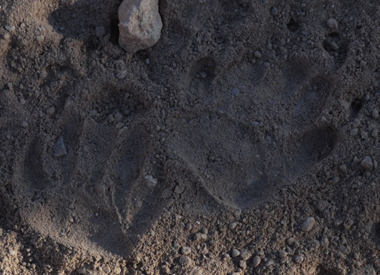 Ringtail Hind Prints