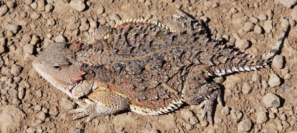 Short Horned Lizard, Phrynosoma douglassi